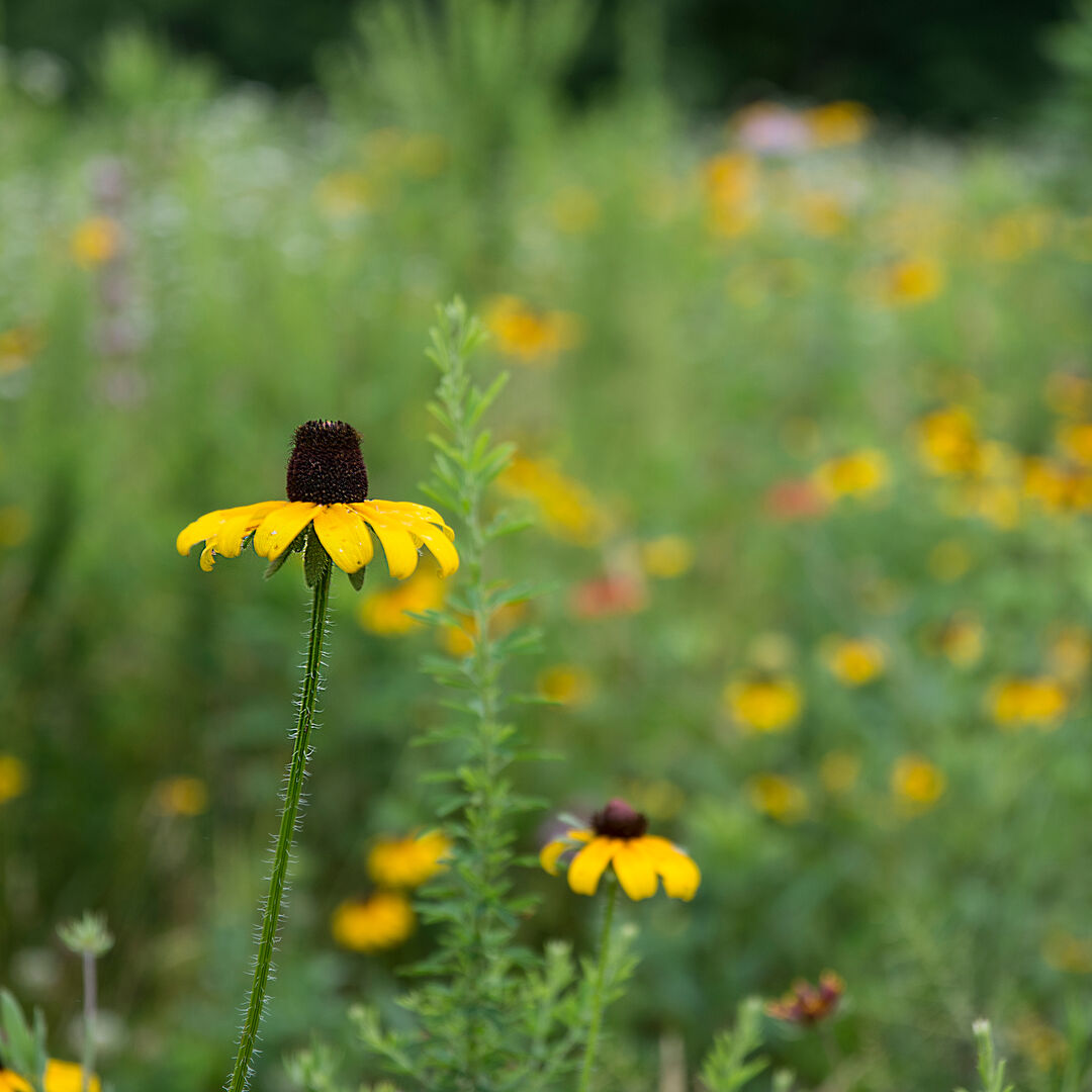 A field of wildflowers with a black-eyed susan standing tall in the foreground.